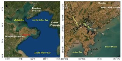 Study on the three-dimensional numerical simulation of concentrated brine dispersal processes in estuarine bays